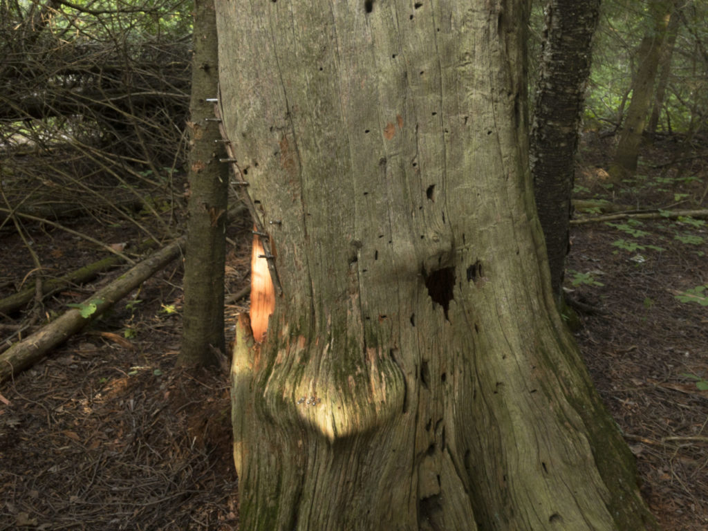 tree harp