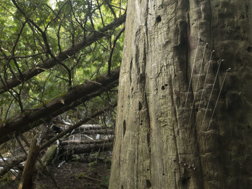 tree harp