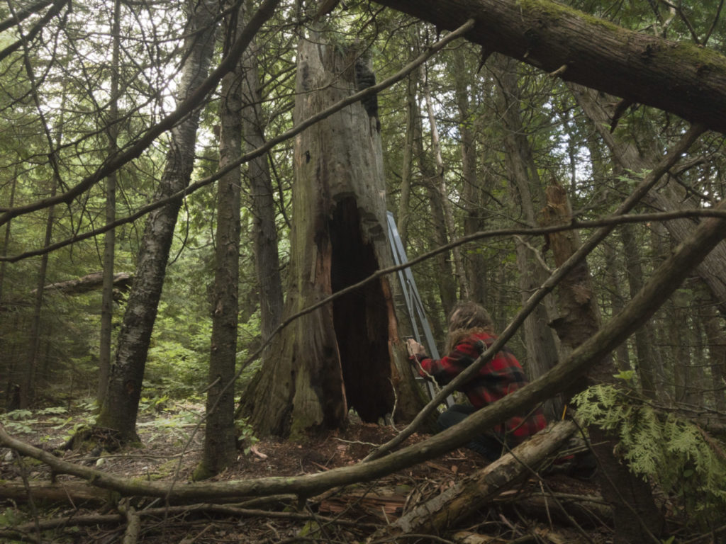 tree harp