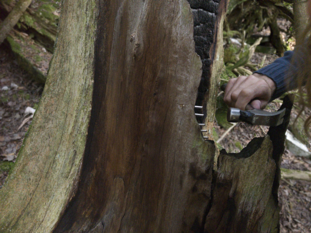 tree harp