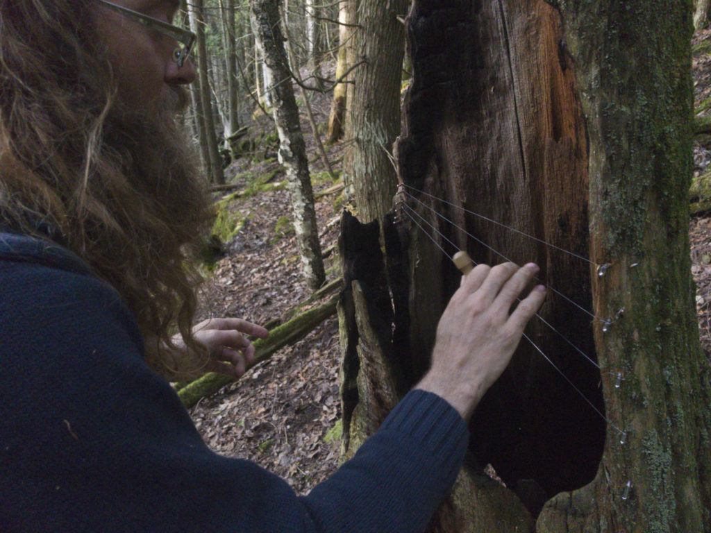 tree harp