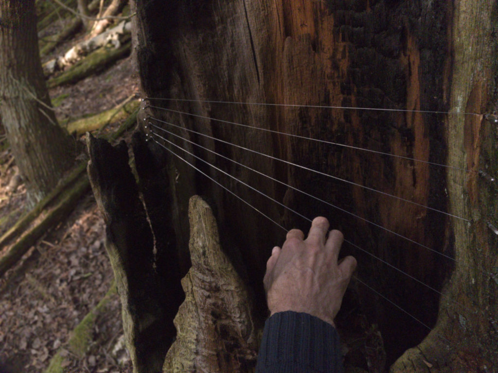 tree harp