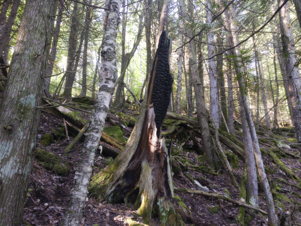 scenery treeharp morning1