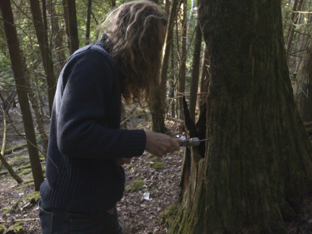 tree harp