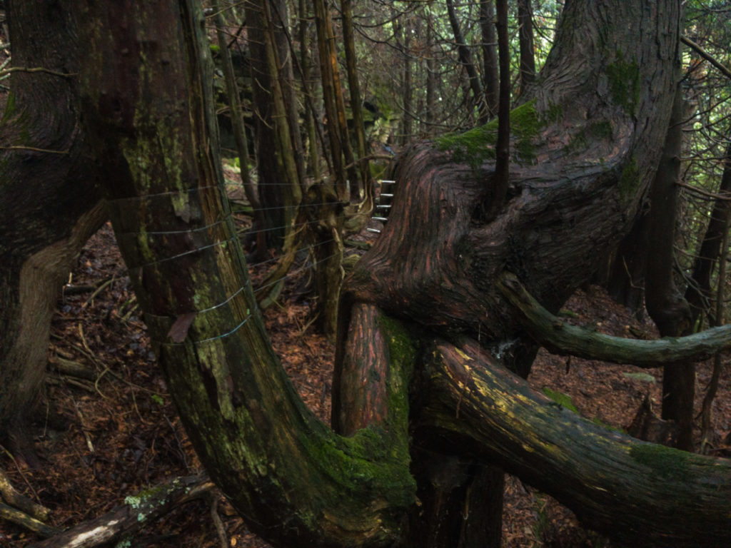 treeharp gegute sode